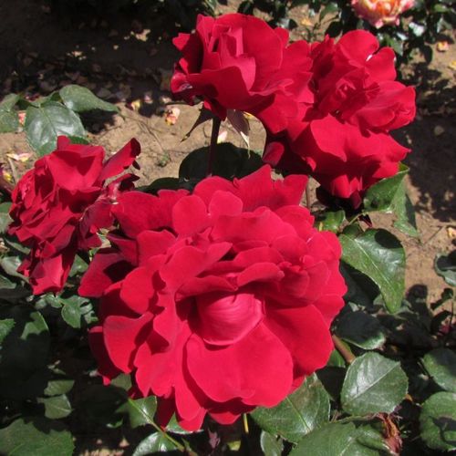 Rosa de fragancia intensa - Rosa - Le Rouge et le Noir® - 